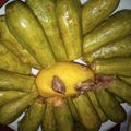 صورة من ضياء ، شاركها بعد تجربة وصفة لب  الكوسا بالزيت زيتون