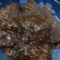 Cooksnap dari Restorika untuk resep Semur Daging