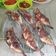 Cooksnap dari Vina Kitchen untuk resep Gurami panggang oven gurami bakar kecap