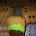 Cooksnap dari Lenny Sri wahyuni untuk resep Bolu Panggang sederhana 3 telur