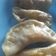 Cooksnap dari Fresha Erindhy untuk resep Guotie/Dumpling/Mandu