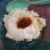 Cooksnap dari Ellyani Wijayanti untuk resep Bubur sum sum simple