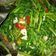 Cooksnap dari Indoet Sweet untuk resep Ca kangkung