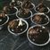 รูป Cooksnap ของ Ploy.pp เมื่อเขาทำ Chocolate Banana Cupcake