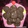 Cooksnap από greg97 στη συνταγή Double chocolate chip cookies