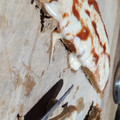 El cooksnap de maju Franco cuando hizo Masa de "pizza" de avena en sartén 🍕.