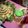 Cooksnap dari Kusnawati untuk resep Nasi Goreng Sehat