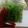 Cooksnap dari Windy Nanda untuk resep Manisan Agar-agar (Agar-agar Kering)