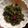 Mridula Srivastava's cooksnap of when they made Mustard greens(sarson saag) ghonta.