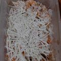 Cooksnap dari veronika untuk resep bihun wortel tahu kukus