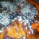 Cooksnap dari Yulis Fresti Aryanti untuk resep Grilled Chicken Teriyaki