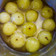 Linima Chudgar's cooksnap of when they made આંબળા નો મુરબ્બો (Gooseberry Murabba Recipe In Gujarati).
