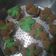 Cooksnap dari Nur Rina untuk resep Bolu Kukus Mekar Stroberi Cokelat, Tanpa Soda & Cukup 1 Telur