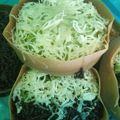 Cooksnap dari Bunda Alif Arkha untuk resep Martabak mini (resep jualan saya)