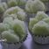 Cooksnap dari Yanti Yulianti untuk resep Kue mangkok (Apem Tape)