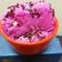 Cooksnap dari Wiludjeng Harsono untuk resep Ice cream buah naga