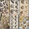 彣's cooksnap of when they made 零技巧「小熊雪球餅乾」拌一拌好簡單！！.