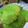 Cooksnap dari Setyashop Kemasan untuk resep Cucur Pandan Berserat