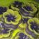 Cooksnap dari Susi Ningrum untuk resep Kue Lapis Bunga