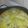 El cooksnap de Edith Edita cuando hizo Costeletas de cerdo al vino con verduras.