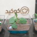 کوک اسنپ Z A بعد از امتحان کردن گلدون های ژله ای سمیرا 🌱🌷🌹🌻.