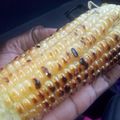Winnie Maura's cooksnap of when they made ROASTED MAIZE (Mahindi choma).