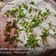 Seema gupta का कुकस्नैप जब उन्होंने दही भल्ले (dahi bhalle recipe in Hindi) बनाया था।