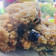 El cooksnap de Patricia Pinola🇦🇷 cuando hizo Postre de manzana y avena, con crocante.