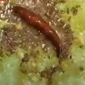 Rita Sharma का कुकस्नैप जब उन्होंने बूंदी रायता (Boondi Raita Recipe in Hindi) बनाया था।