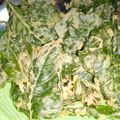Cooksnap dari Yundya Ullan Cemerlang untuk resep Keripik/Peyek Bayam