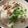 Cooksnap Ikaaatalia semasa beliau membuat One pot chicken rice.