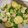 Cooksnap dari Tifany Paradina untuk resep Simple Cah Brokoli Tofu