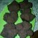 Cooksnap dari dianwae untuk resep Bolu kukus Coklat tanpa mixer