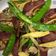 Janice 的 Vetta smart宜蘭鴨賞蒜苗炒義大利麵 cooksnap