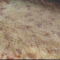 El cooksnap de Miriam cuando hizo Pastafrola ¡Casera!.