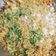 Maya Raja's cooksnap of when they made ભેળ(bhel in Gujarati).