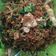 Cooksnap dari Dian Anggraini untuk resep Mie Goreng (Mie Instan Kuah)