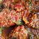 Cooksnap dari malladit untuk resep Tongkol Balado