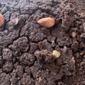 El cooksnap de Constanza Fernández Gatica cuando hizo Brownie fácil de porotos negros.