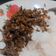 Cooksnap dari Ningrum untuk resep Abon Pindang Tongkol