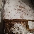 Cooksnap από Baggi Andreou στη συνταγή Νηστίσιμο κέικ πορτοκάλι-ινδοκάρυδο