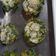 El cooksnap de claudia beatriz Alberto cuando hizo Muffins de espinacas (al horno).