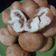 Cooksnap dari Wulan untuk resep Untuk-Untuk Inti (Roti Goreng isi Unti Kelapa)