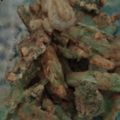 Cooksnap dari Desya Rosma untuk resep Brokoli goreng tepung