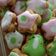 Cooksnap dari Niar untuk resep Cookies hias