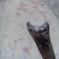 El cooksnap de vbttsss cuando hizo Salsa blanca con maicena (2 ingredientes).