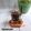 Cooksnap dari Mama fathan untuk resep Teh daun mint