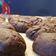 Cooksnap από Sara Mark στη συνταγή Μπισκότα τύπου brownies