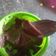 Cooksnap dari Anik Temon Supriyadi untuk resep Es Krim Tumis Cokelat (No Mixer No Pengembang)
