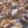 Cooksnap dari Nona Krensi untuk resep Ayam kecap